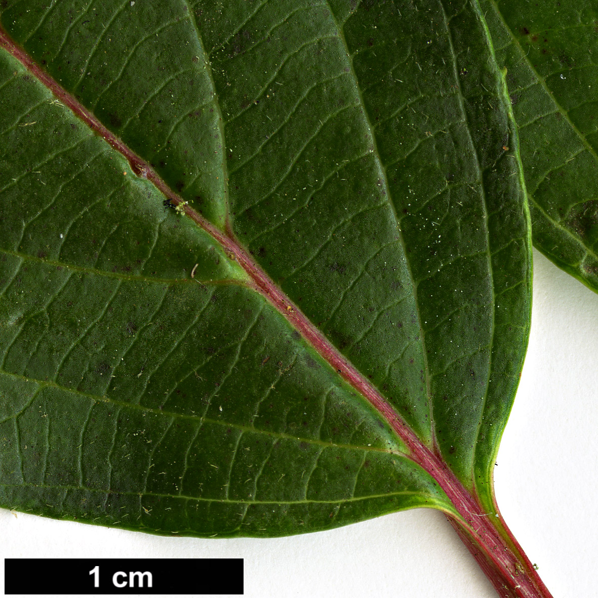 High resolution image: Family: Adoxaceae - Genus: Viburnum - Taxon: erubescens - SpeciesSub: var. gracilipes